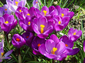 Purple blue drift of crocus bulb flowers